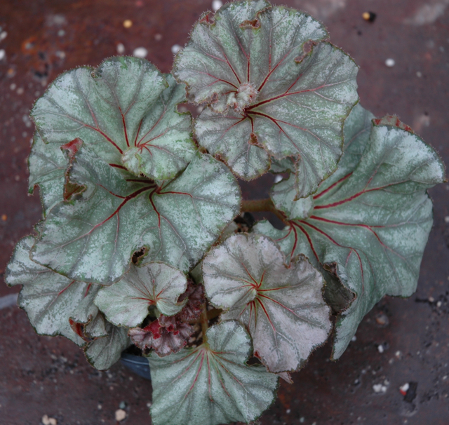 B. ‘Red Stripe’